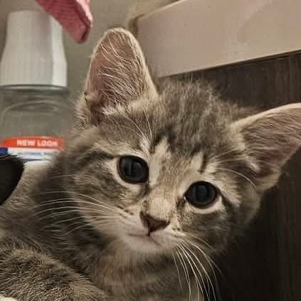 Mochi - Domestic Short Hair