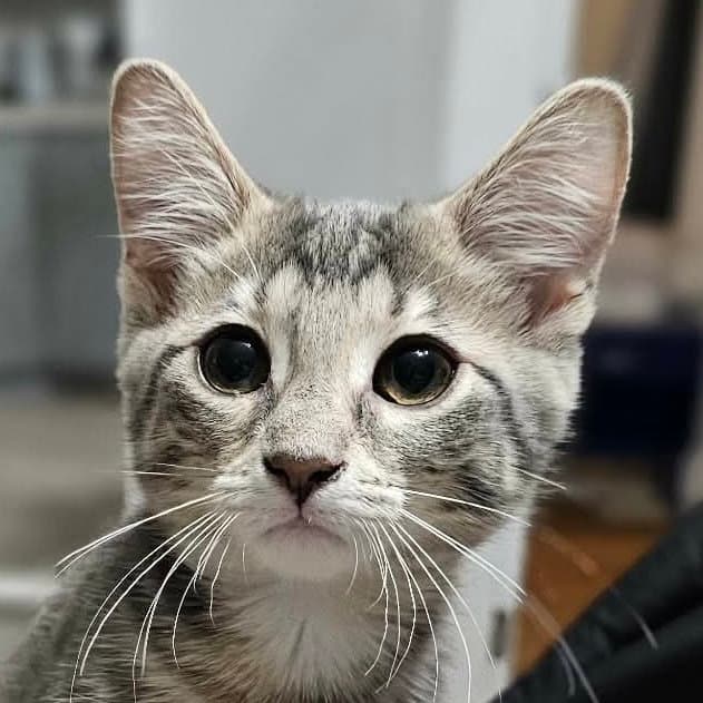 Mochi - Domestic Short Hair