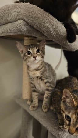 Mochi image 3