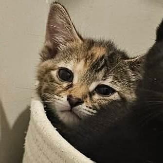 Peanut - Domestic Short Hair