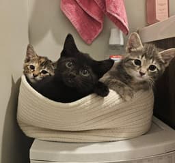 Peanut image 2