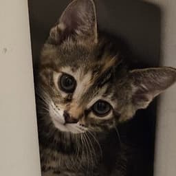 Peanut image 3