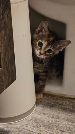 Peanut image 4