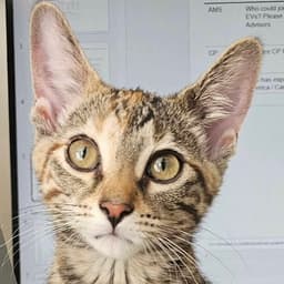 Peanut image 1