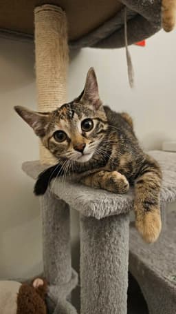 Peanut image 2