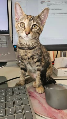 Peanut image 3