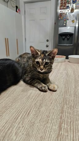 Peanut image 4