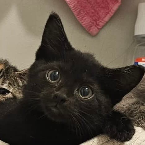 Sesame - Domestic Short Hair