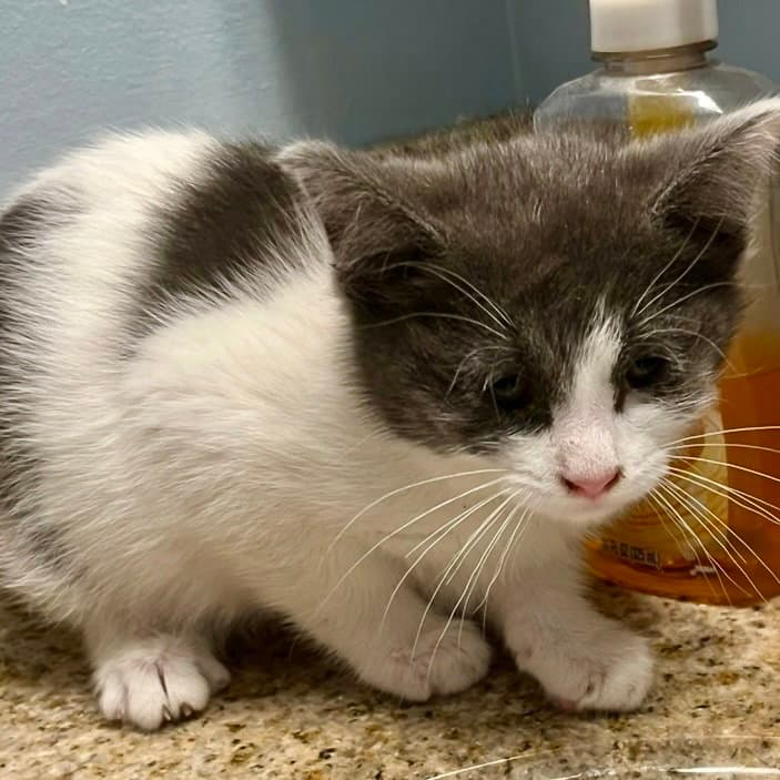 Flea - Domestic Medium Hair