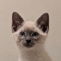 Josie image 1