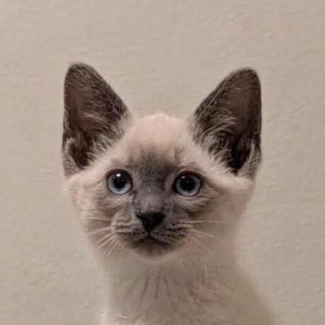 Josie - Domestic Short Hair