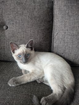 Josie image 2