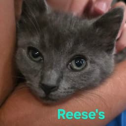 Reeses image 2