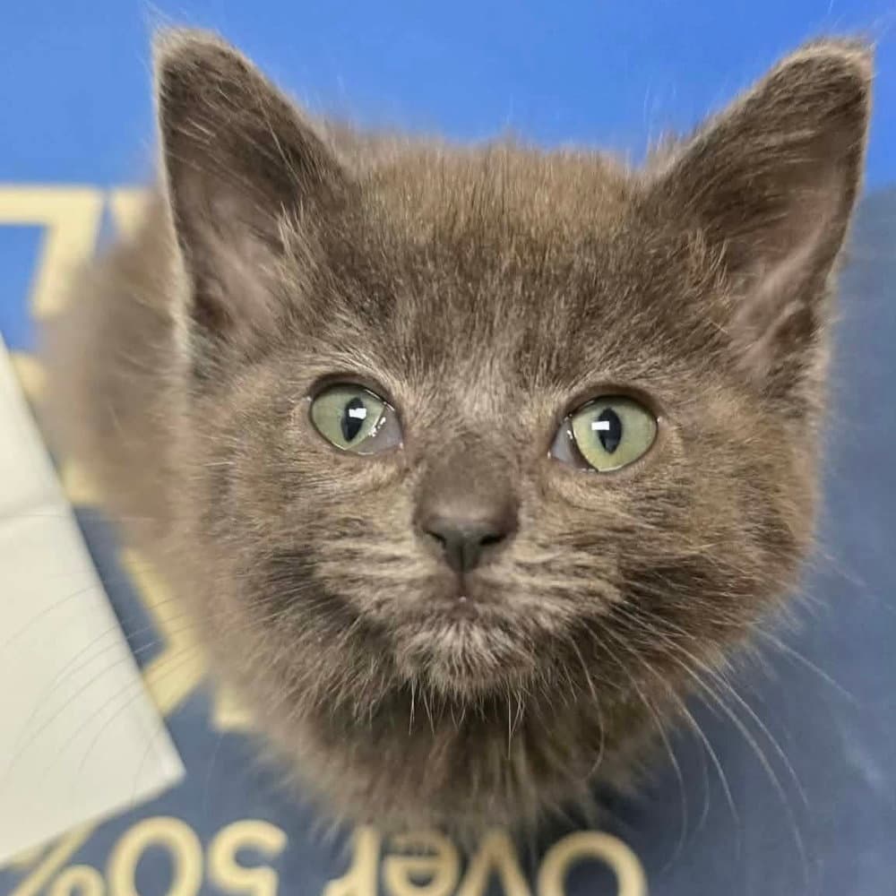 Gummy Bear - Domestic Short Hair