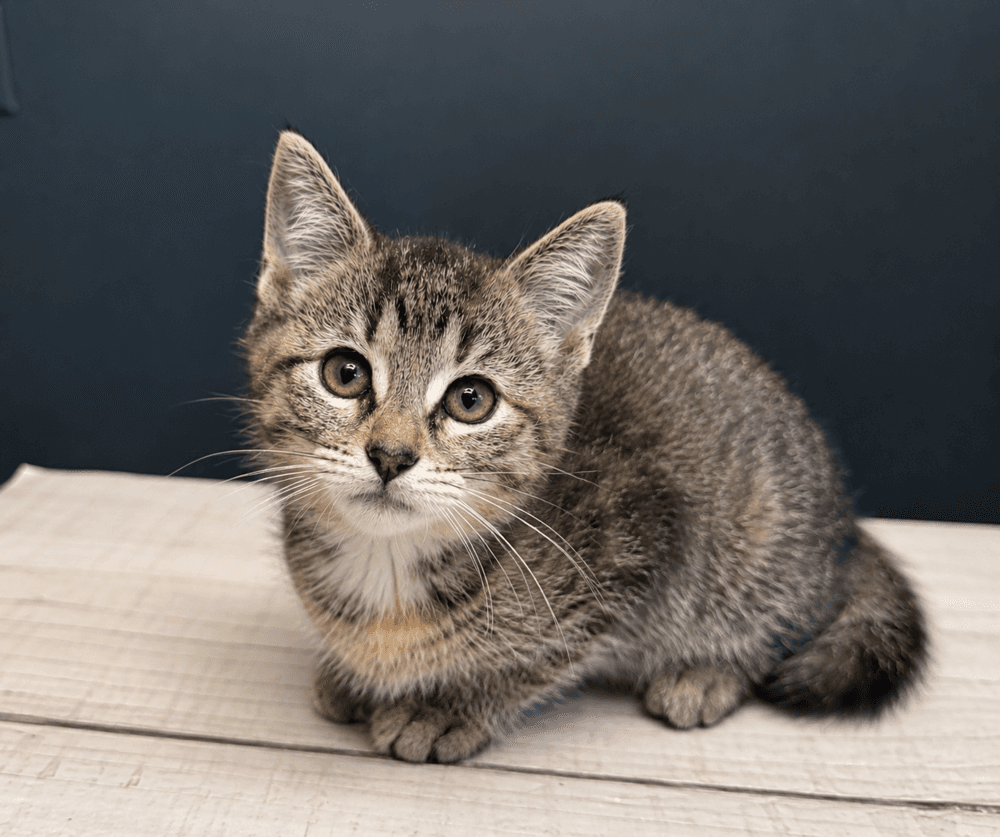 Bell - Domestic Short Hair