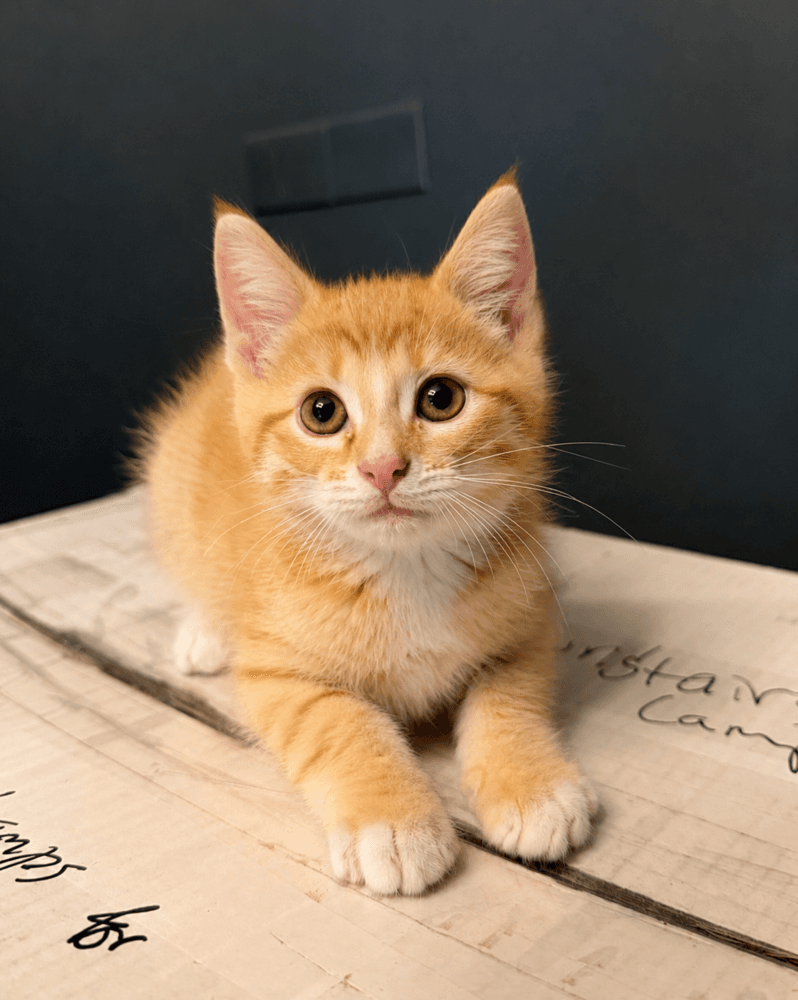 Rocket - Domestic Short Hair