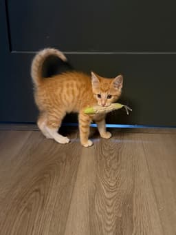 Rocket image 2