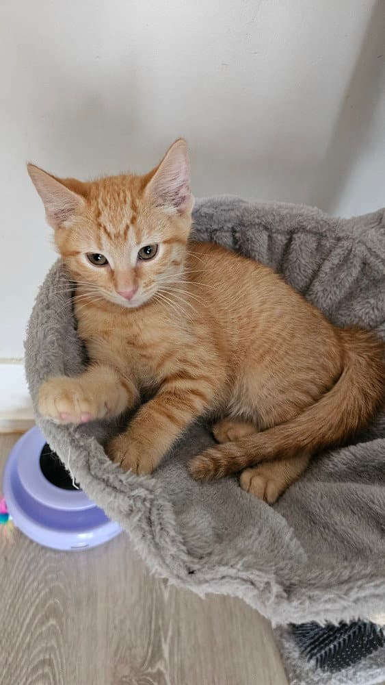 Solaris - Domestic Short Hair
