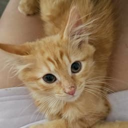Simba image 1