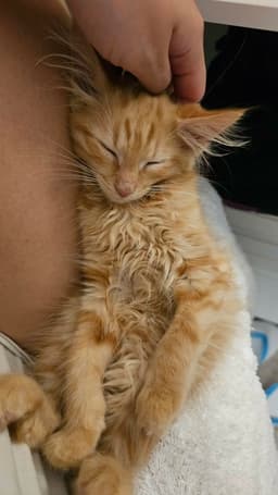 Simba image 2
