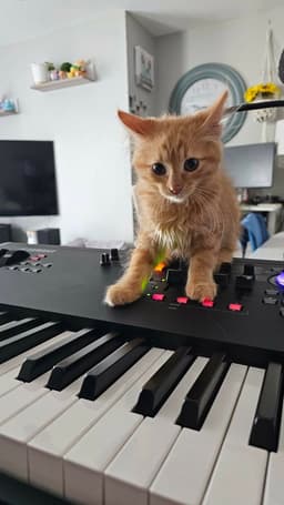 Simba image 3