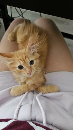 Simba image 4