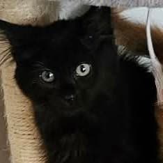 Cashmere - Domestic Long Hair