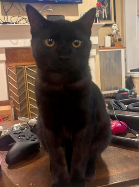 Wave - Domestic Short Hair