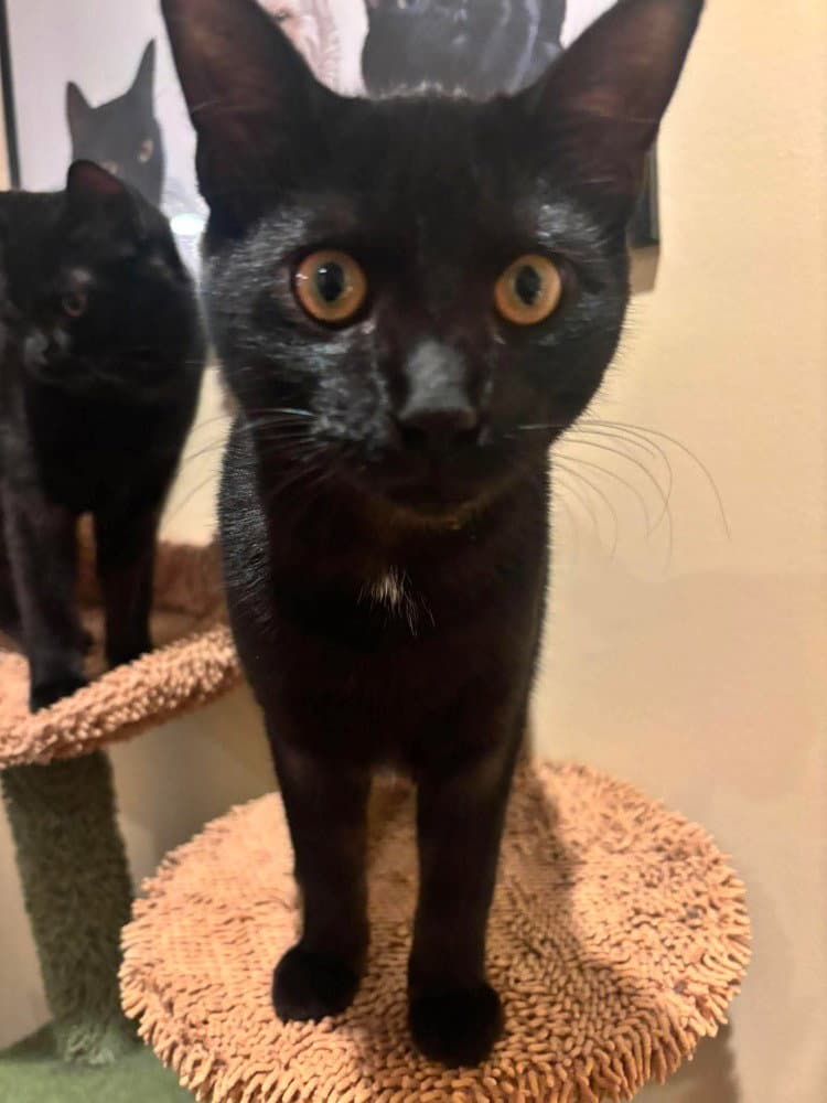 Pine - Domestic Short Hair