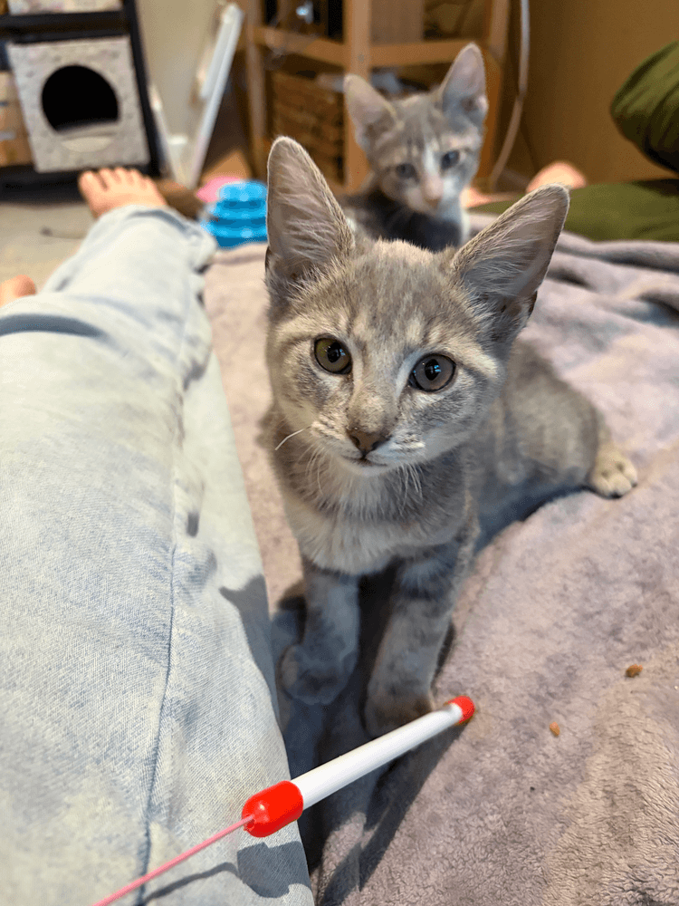 Hilma - Domestic Short Hair