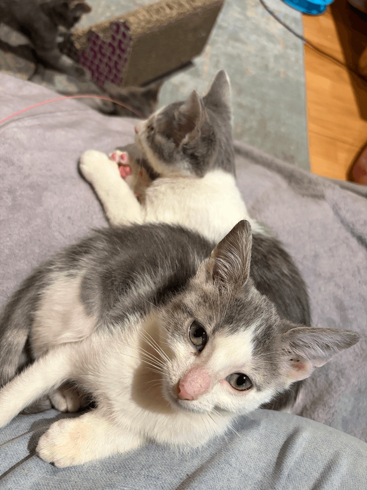 Dali - Domestic Short Hair