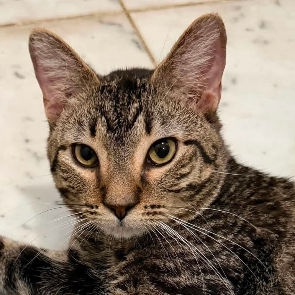 Ct - Domestic Short Hair