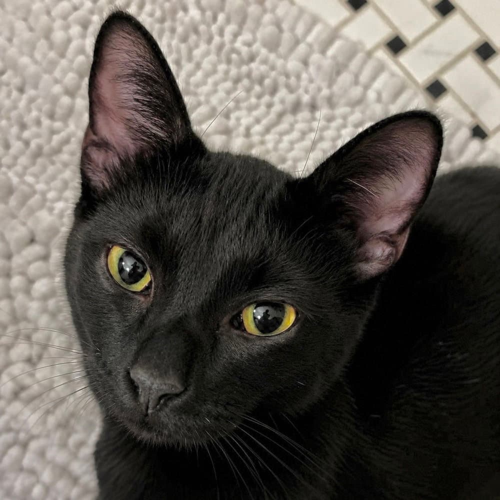 Pantero - Domestic Short Hair