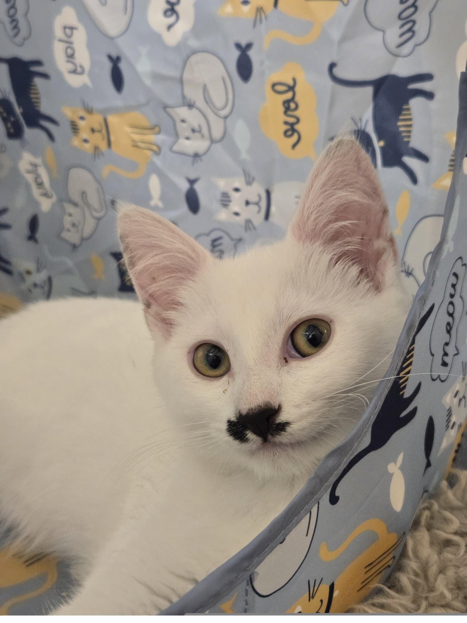Charlie - Domestic Short Hair
