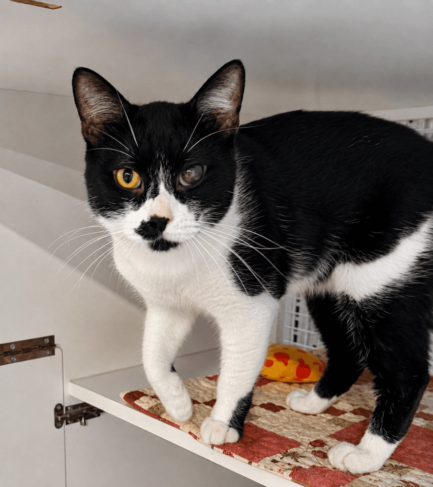 Rizzo - Domestic Short Hair