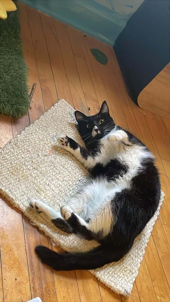 Rose - Domestic Short Hair