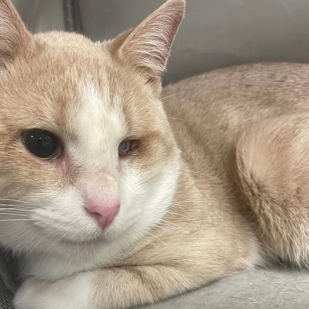 Captain Morgan - Domestic Short Hair