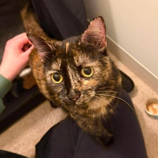 Cashmere - Domestic Short Hair