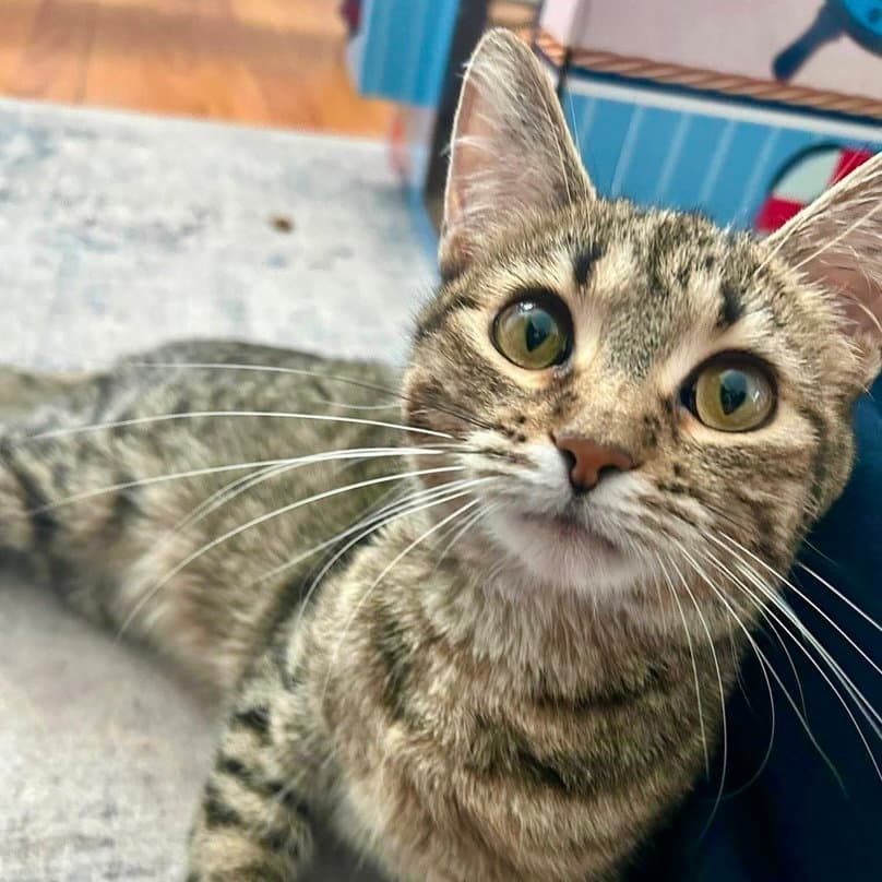 Alice - Domestic Short Hair