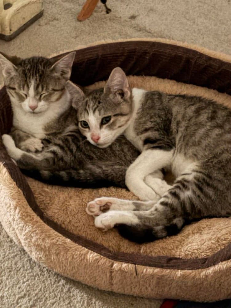 Michael - Domestic Short Hair