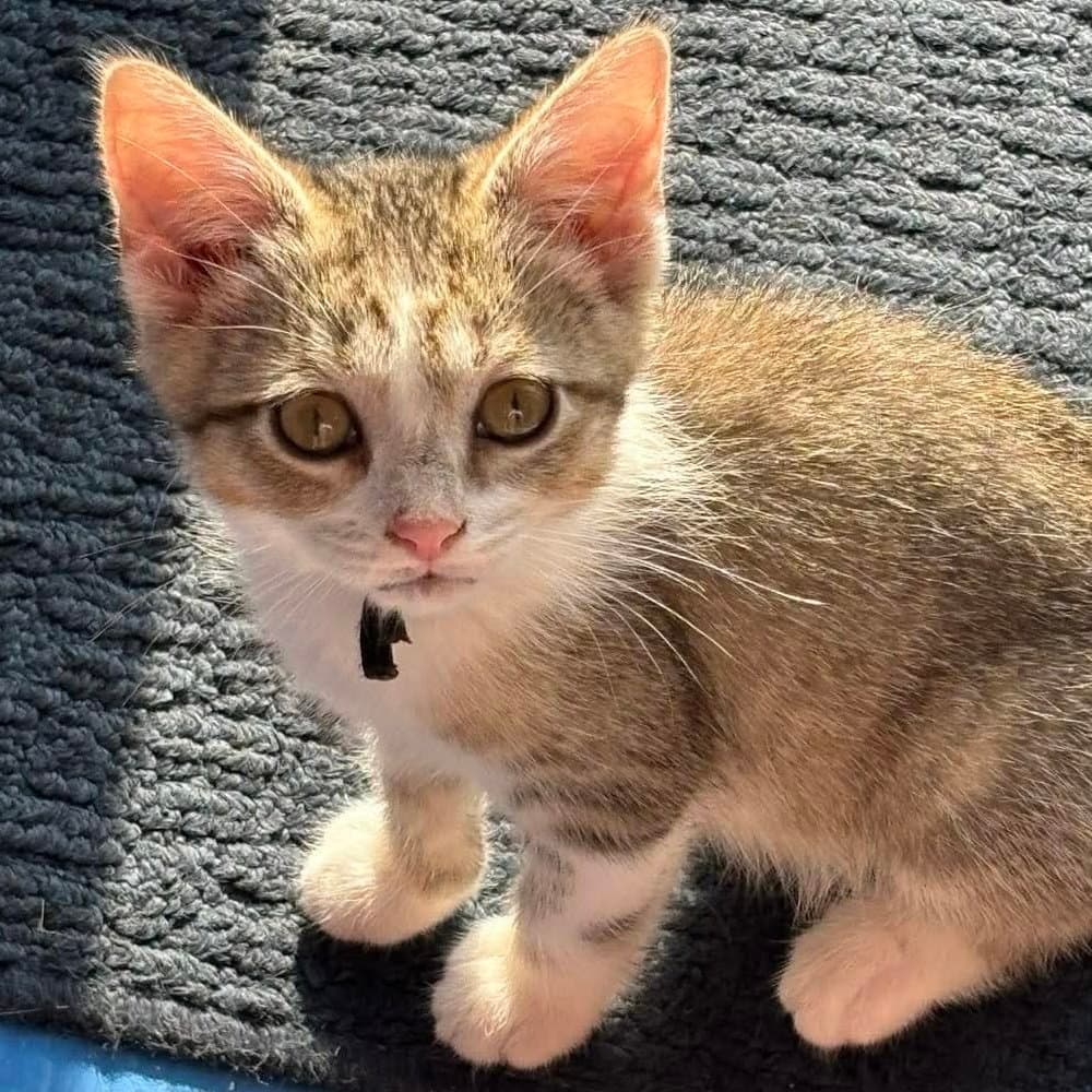 Sheena - Domestic Short Hair