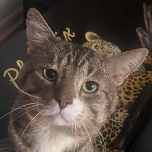 Milos - Domestic Short Hair
