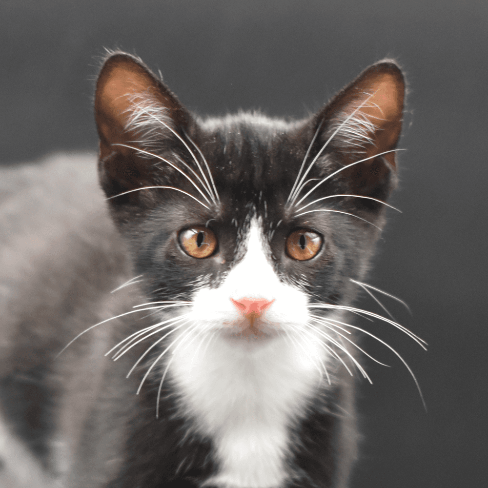Monty - Domestic Short Hair