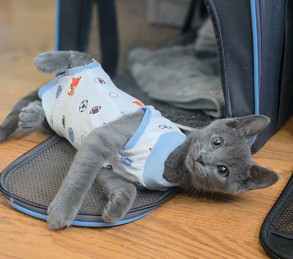 Corolla Cory - Domestic Short Hair