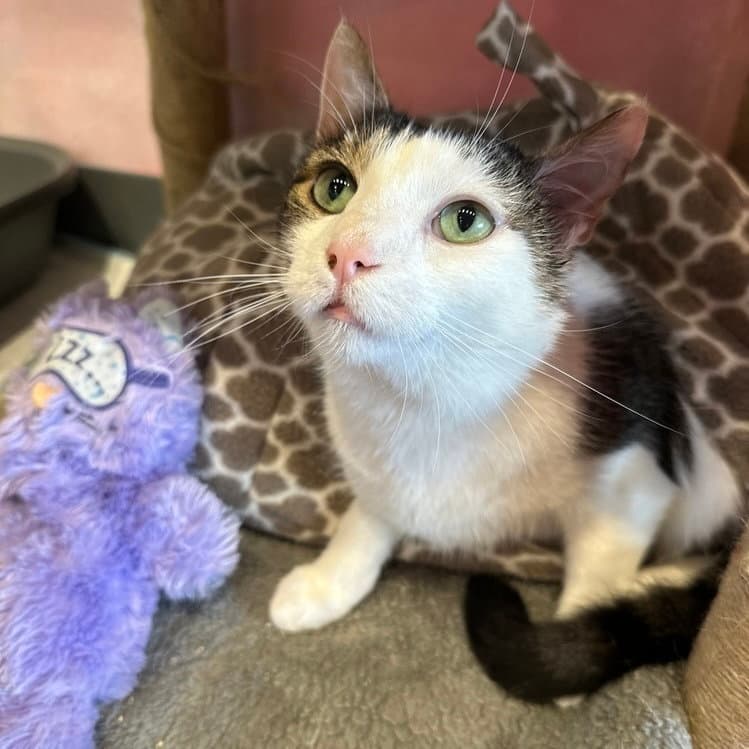 Frank - Domestic Short Hair