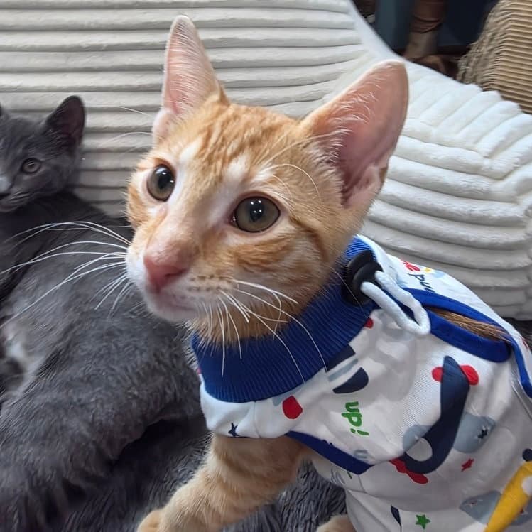 Durango Rango - Domestic Short Hair