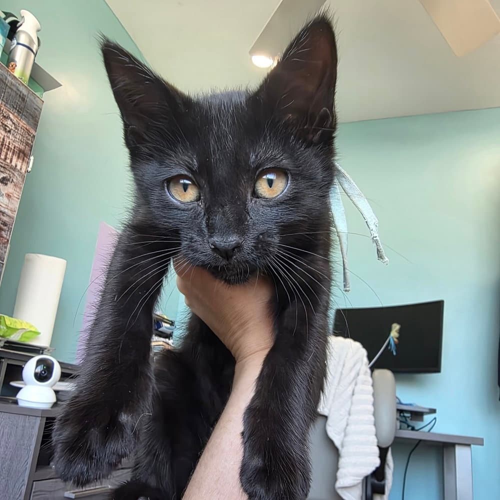 Avalon - Domestic Short Hair
