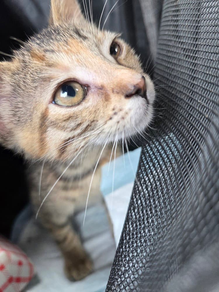 Snapper Aka Elaine - Domestic Short Hair