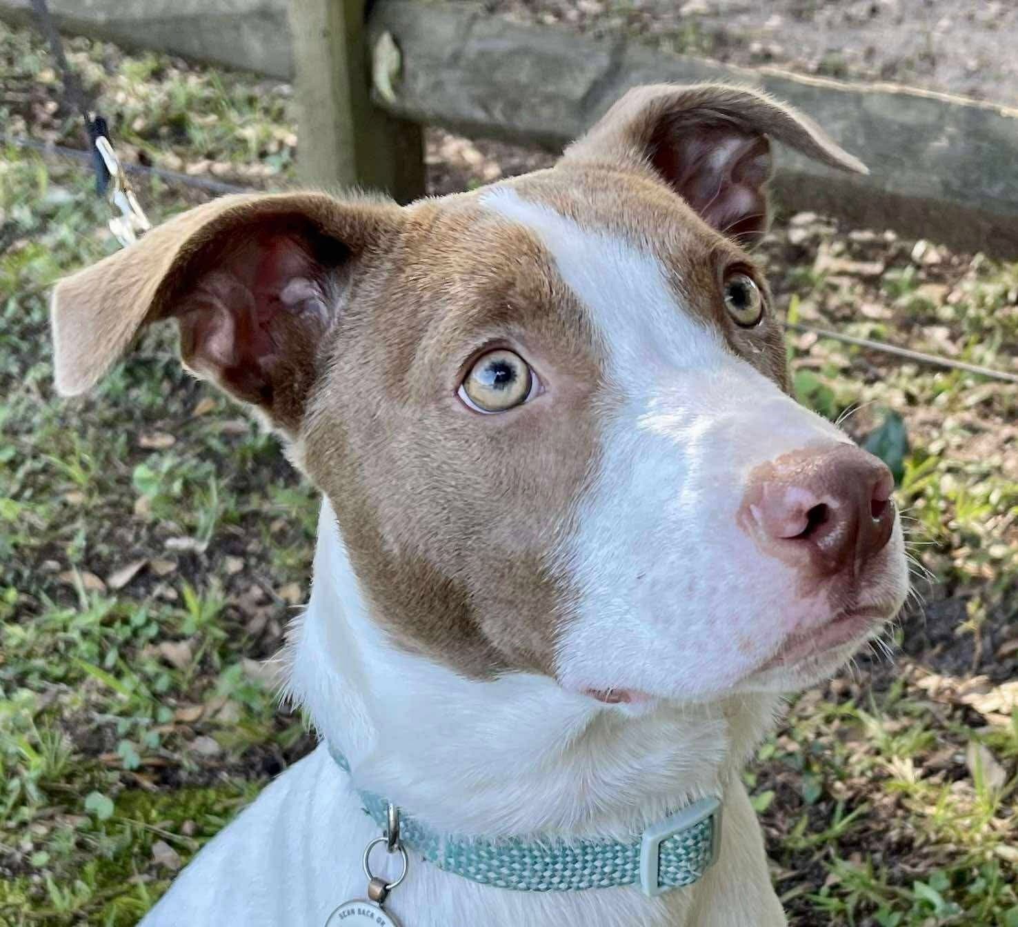Opal - Jack Russell Terrier