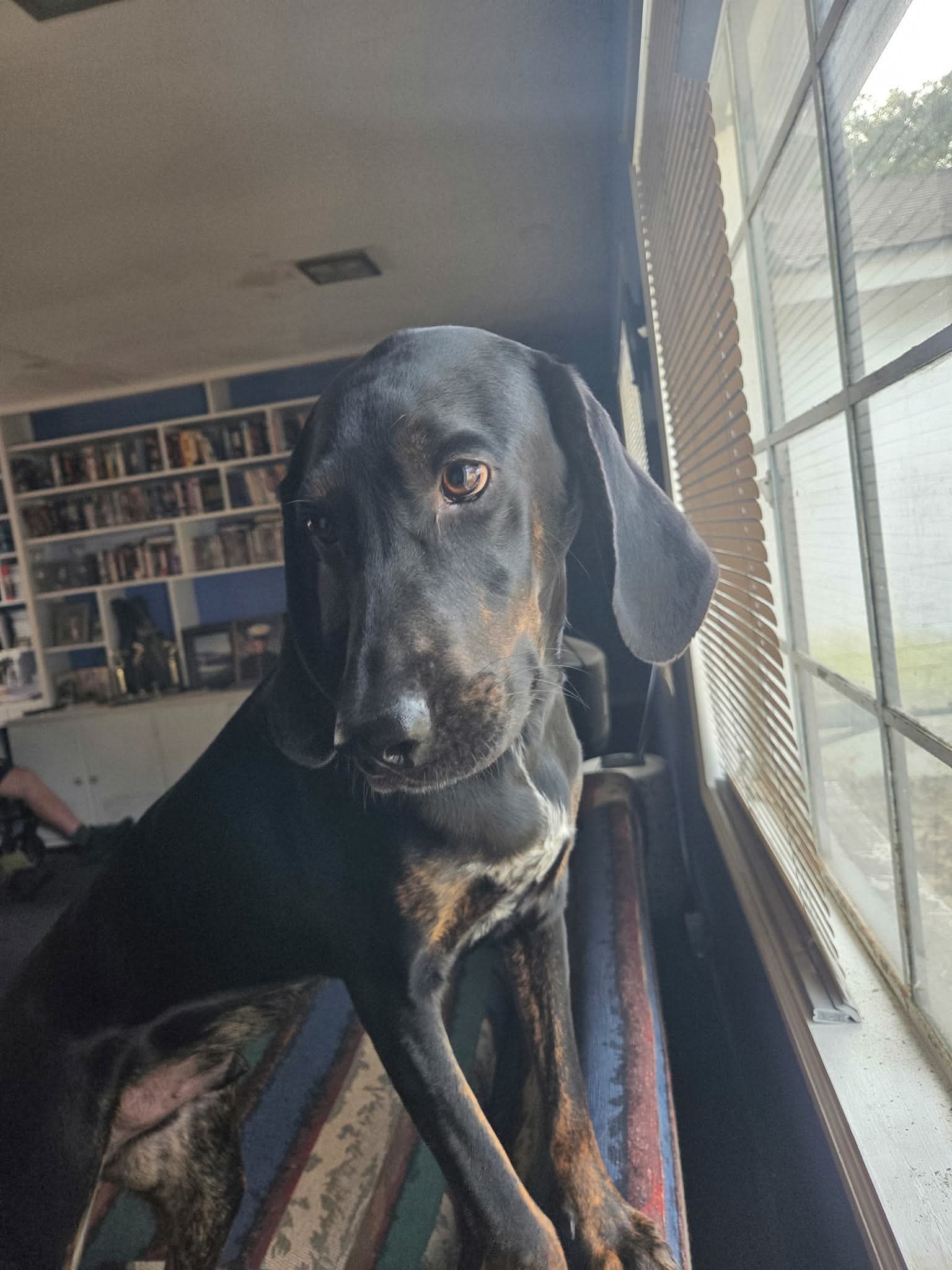Duke - Coonhound